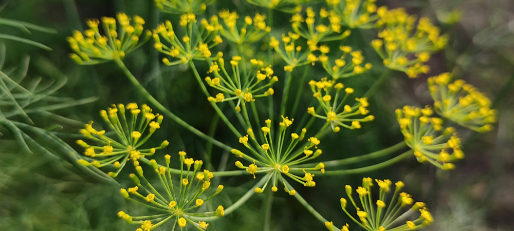 Discover the Top 3 Benefits of Dill Seeds in Lactation Teas